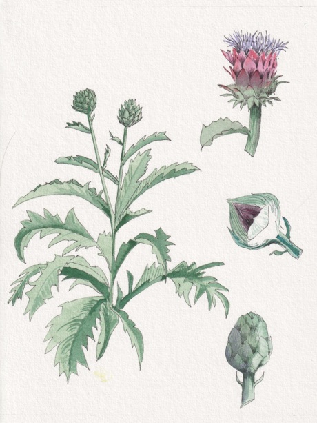 Alcachofera (Cynara scolymus L.)