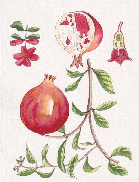 Granada (Punica granatum)