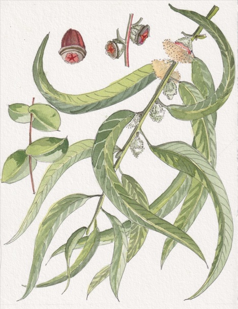 Eucalipto (Eucalyptus globulus)