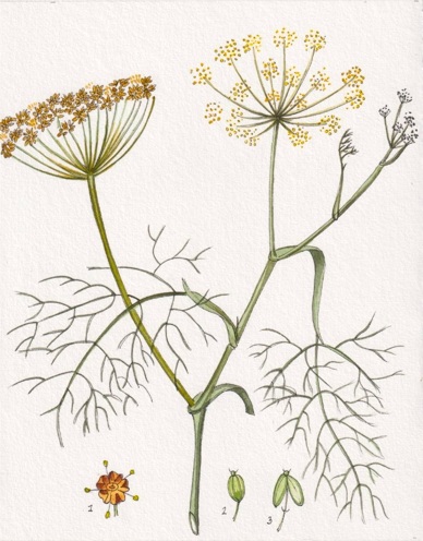 Hinojo (Foeniculum vulgare)