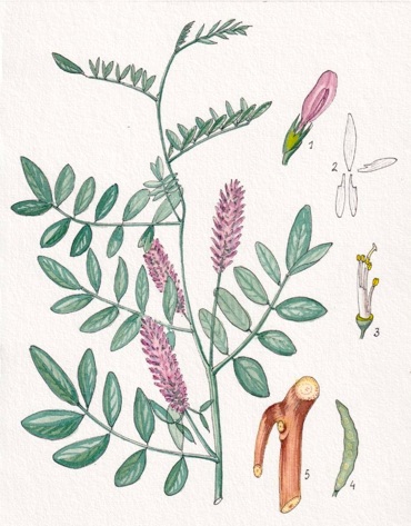 Regaliz (Glycyrrhiza glabra)