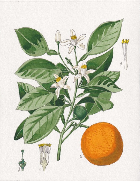 Naranjo amargo (Citrus aurantium L)