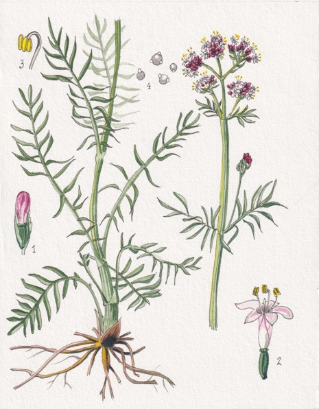 Valeriana (Valeriana officinalis)