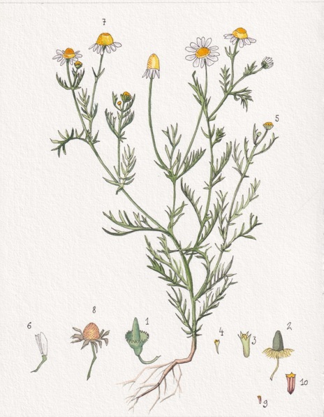 Manzanilla (Matricaria chamomilla)