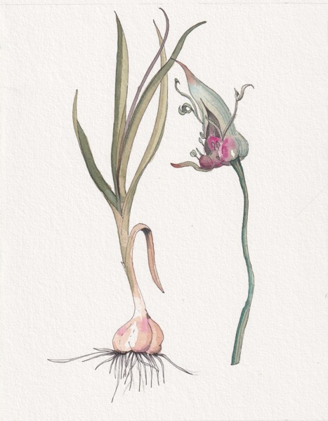 Ajo (Allium sativum)