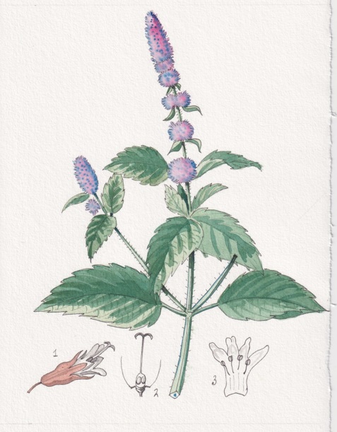 Menta (Mentha piperita)