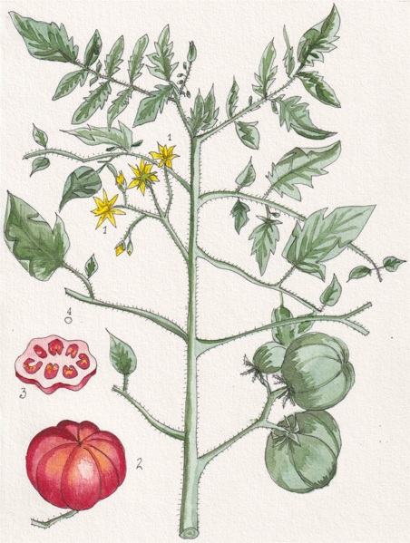 Planta del tomate (Solanum lycopersicum)