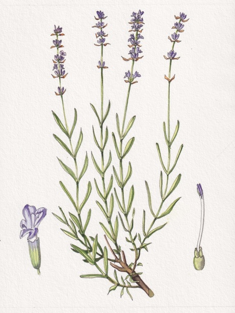 Lavanda (Lavandula angustifolia)